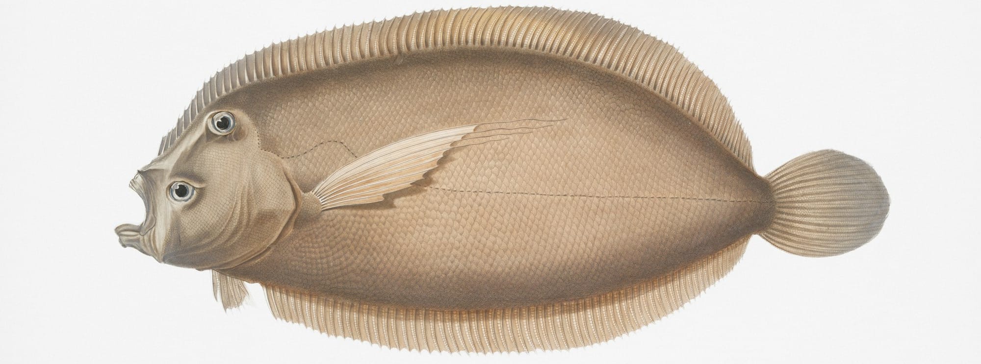 A flatfish with eyes on one side of its head.